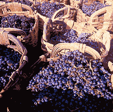basket of grapes